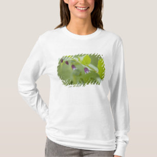 Camiseta EUA, Alasca, Parque Nacional Glacier Bay.