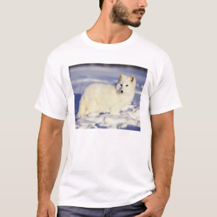 Camiseta EUA, Alasca. Raposa ártica com pelagem de inverno