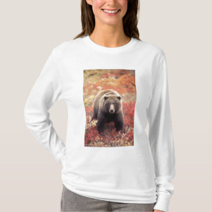 Camiseta EUA, Alaska, Denali NP, fêmea Urso Grizzly
