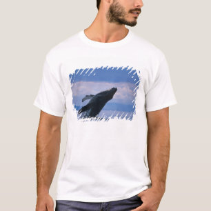 Camiseta EUA, Alaska, Floresta Nacional de Tongass, Humpbac