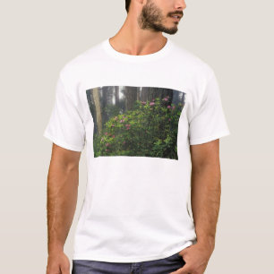 Camiseta EUA, Califórnia, Del Norte, Parque Estadual Redwoo