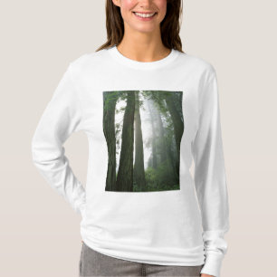 Camiseta EUA, Califórnia, Parque Nacional Redwood,