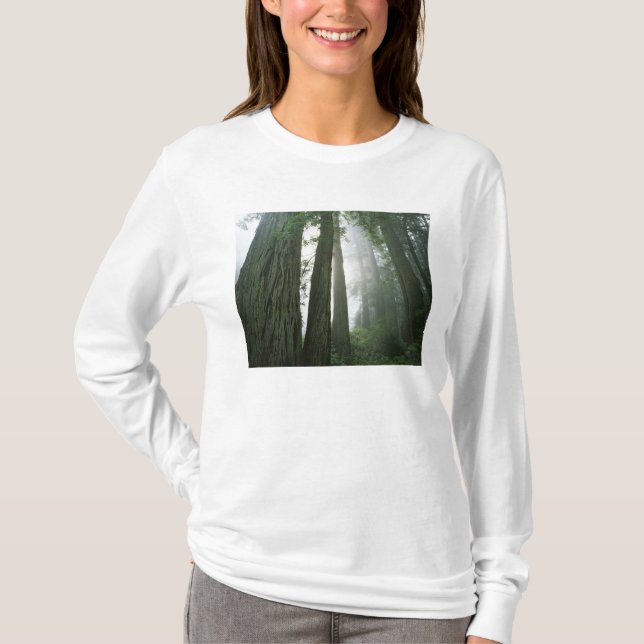 Camiseta EUA, California, Redwood National Park, 2 (Frente)