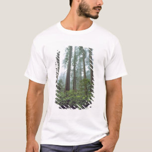 Camiseta EUA, Califórnia, Redwood NP. O erro de registro fi