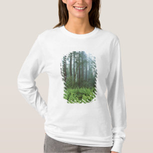 Camiseta EUA, Califórnia, Redwood NP. Samambaias e