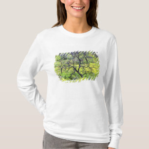 Camiseta EUA, Califórnia, San Diego. Uma floresta de carval