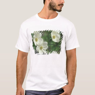 Camiseta EUA, Califórnia, Yosemite NP, ao longo do Merced