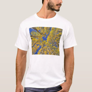 Camiseta EUA, Colorado, área de Aspen. Floresta aspida no o