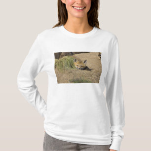 Camiseta EUA, Colorado, Breckenridge. Alerta raposa vermelh