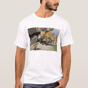 Camiseta EUA, Colorado, Breckenridge. Mãe de raposa vermelh