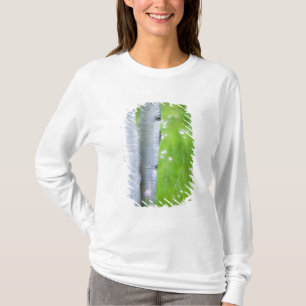 Camiseta EUA, Colorado, Lake City, Aspens e