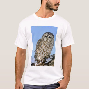 Camiseta EUA, Colorado. Retrato de uma coruja-listrada empo