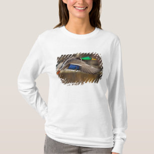 Camiseta EUA, Estado de Washington, Pato-real, macho, voo.