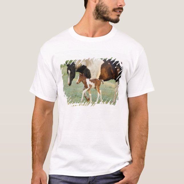 Camiseta EUA, Flórida, potro Paint recém-nascido (Frente)