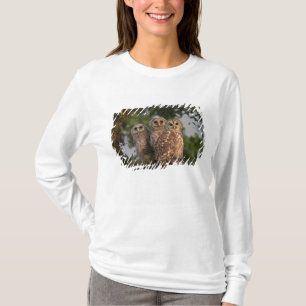 Camiseta EUA, Flórida, Viera Wetlands. Três em barra