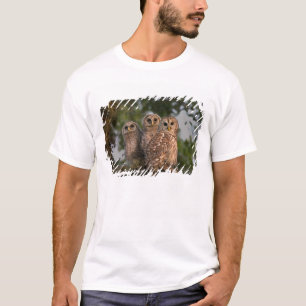 Camiseta EUA, Flórida, Viera Wetlands. Três listrados