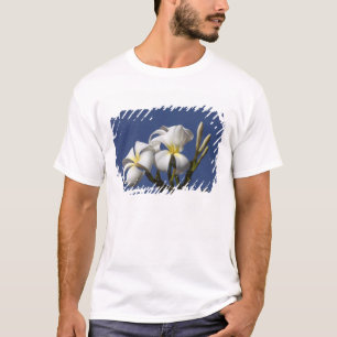 Camiseta EUA, Havaí, Kauai, plumeria branca.