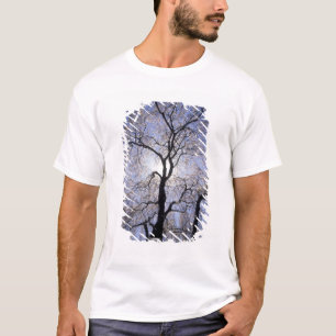 Camiseta EUA, Kentucky, Lexington. Árvore com iluminação tr