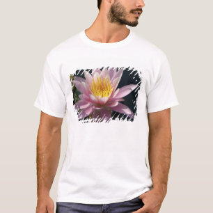 Camiseta EUA, Massachusetts, Great Barrington, folha de lír