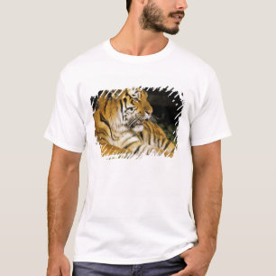 Camiseta EUA, Michigan, Detroit. Zoológico de Detroit, tigr