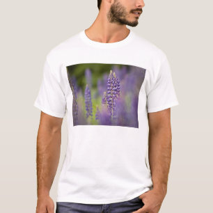 Camiseta EUA, nordeste de Minnesota, perto de Silver Bay,
