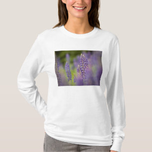Camiseta EUA, nordeste de Minnesota, perto de Silver Bay,