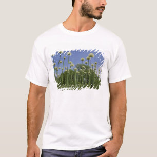 Camiseta EUA, Nova Inglaterra, Massachusetts, Boston, 3