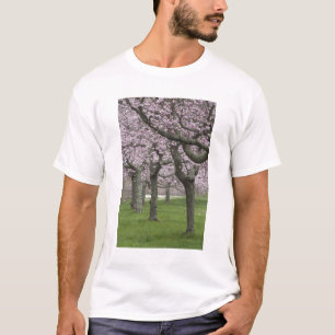 Camiseta EUA, Nova York, East Hampton. Cerejeiras em