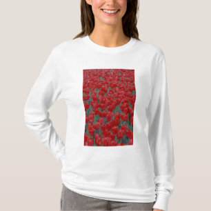 Camiseta EUA, Ohio, Cincinnati. Cama de tulipas vermelhas