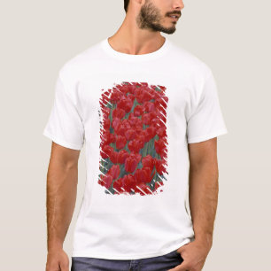 Camiseta EUA, Ohio, Cincinnati. Cama de tulipas vermelhas