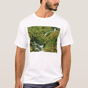 Camiseta EUA, Oregon, Brookings. Córrego verdejante ao long