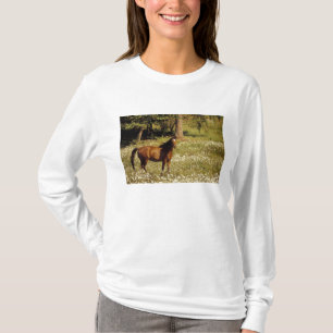 Camiseta EUA, Oregon. Cavalo em campo de margaridas