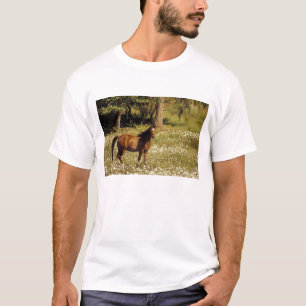 Camiseta EUA, Oregon. Cavalo em campo de margaridas