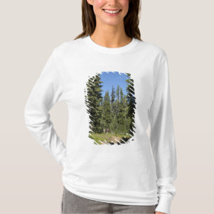 Camiseta EUA, Oregon, Floresta Nacional Willamette, Outono