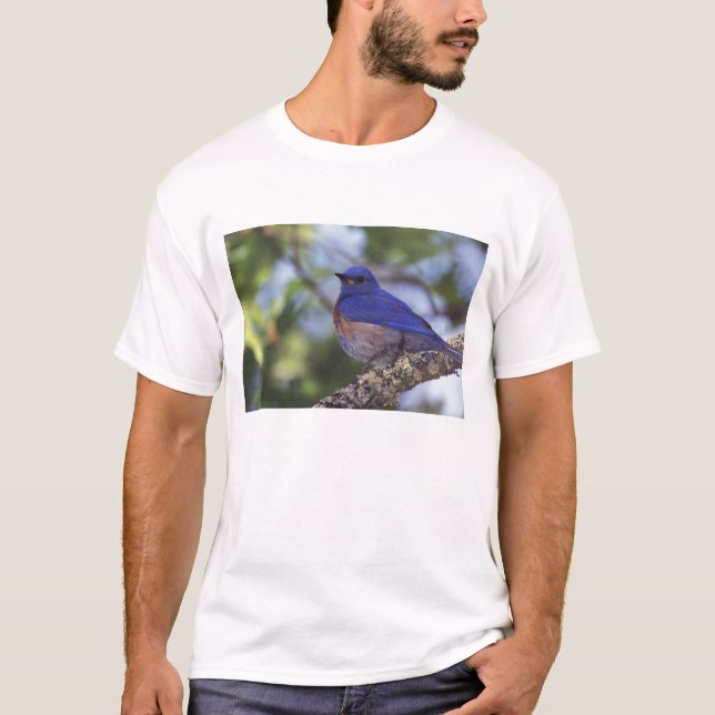 Camiseta EUA, Oregon. Macho de Azulinho-ocidental (Frente)