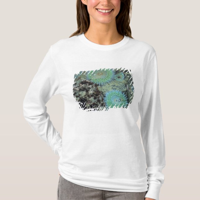 Camiseta EUA, Oregon, Neptuno SP. Mar com tons de joia (Frente)