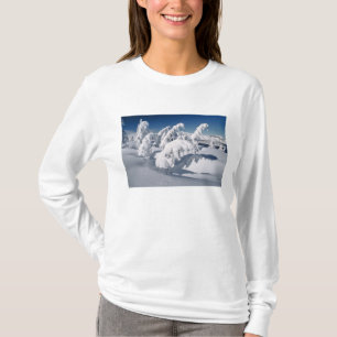Camiseta EUA, Oregon, Parque Nacional Crater Lake. Árvores