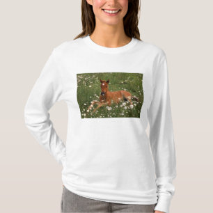 Camiseta EUA, Oregon, Pônei Árabe.