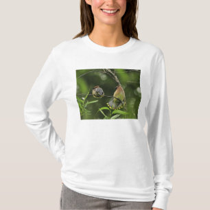 Camiseta EUA, Oregon, Portland. Macho de cambaxirra-america