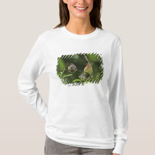 Camiseta EUA, Oregon, Portland. Macho de cambaxirra-cedro