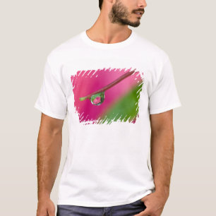 Camiseta EUA, Oregon, Shore Acres Gardens, gota de água