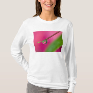 Camiseta EUA, Oregon, Shore Acres Gardens, gota de água