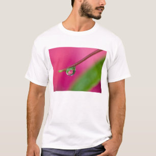 Camiseta EUA, Oregon, Shore Acres Gardens, Gota de água