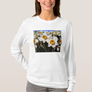 Camiseta EUA, Oregon, Vale de Willamette. Narcisos
