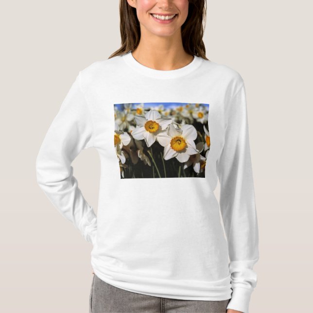 Camiseta EUA, Oregon, Vale de Willamette. Narcisos (Frente)