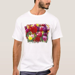 Camiseta EUA, Oregon, Vale do Willamette. Linda