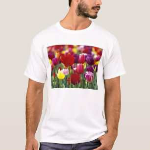 Camiseta EUA, Oregon, Vale Willamette. Linda