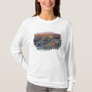 Camiseta EUA, Texas, Big Bend NP. Um crepúsculo arenoso ros