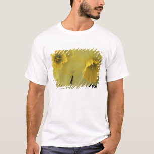 Camiseta EUA, Utah, Daffodils do Vale de Cache