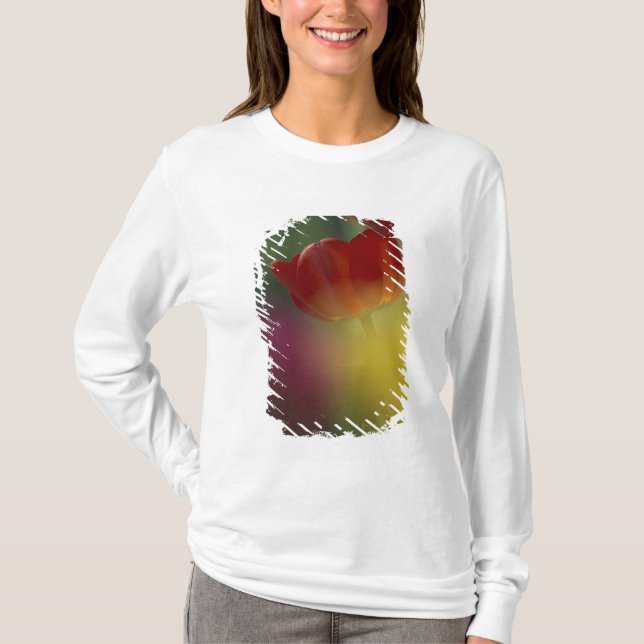 Camiseta EUA, Utah, Tulipas do Vale Cache num jardim (Frente)